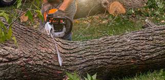  Caddo, OK Tree Removal Pros