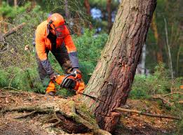 How Our Tree Care Process Works  in  Caddo, OK