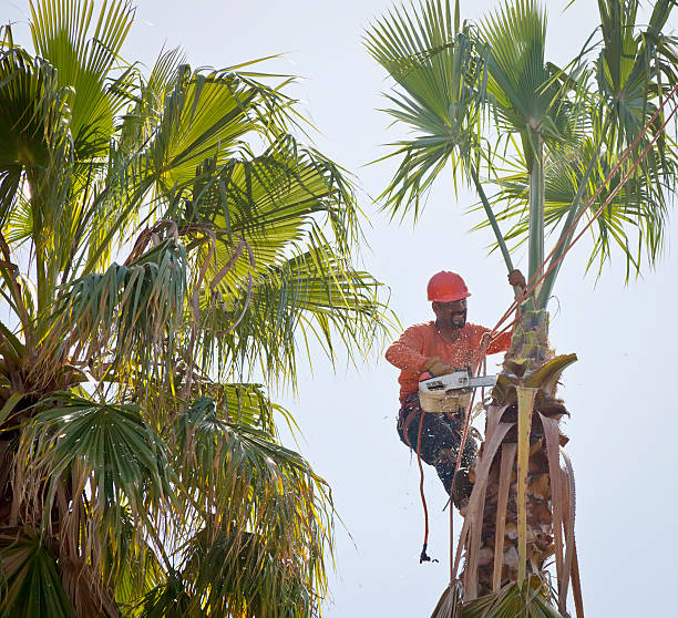 Best Commercial Tree Services  in Caddo, OK